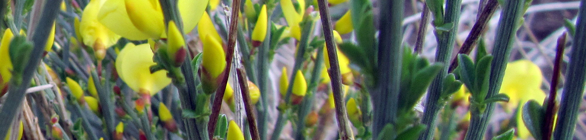 Cytisus x praecox 'Allgold'