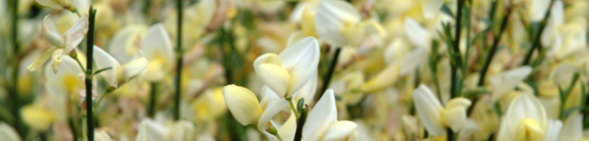 Cytisus x praecox