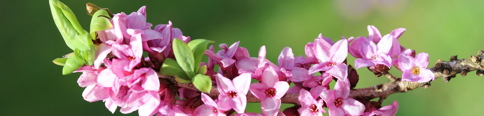Daphne mezereum