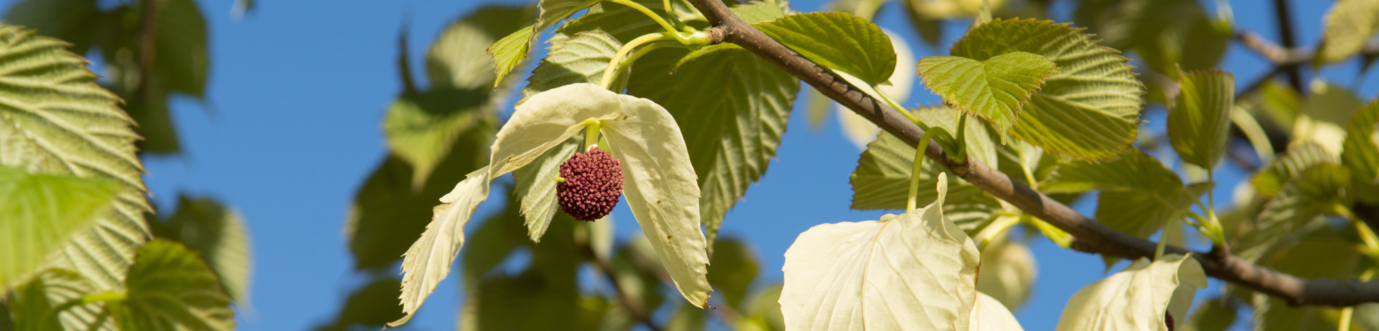 Davidia involucrata