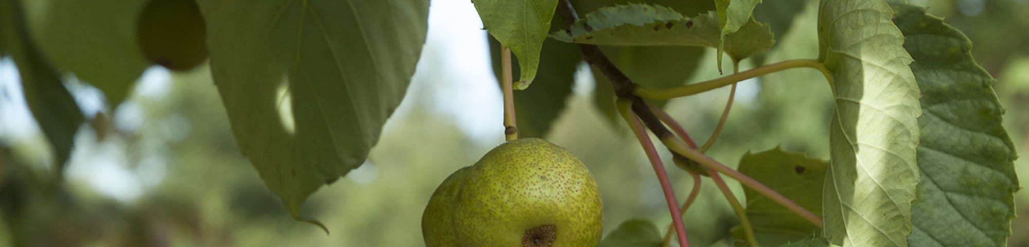 Davidia involucrata var. vilmoriniana