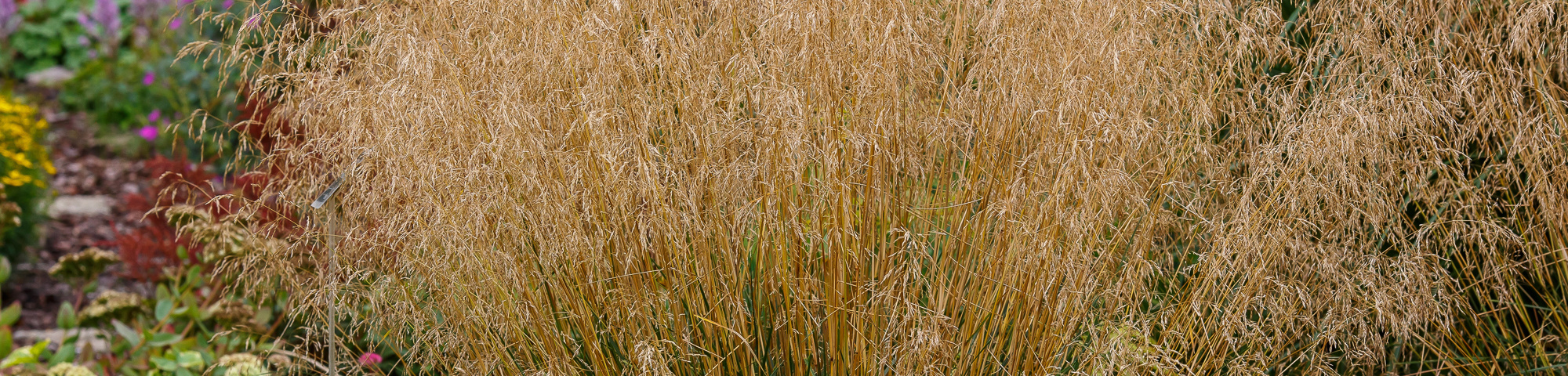 Deschampsia cespitosa 'Bronzeschleier'