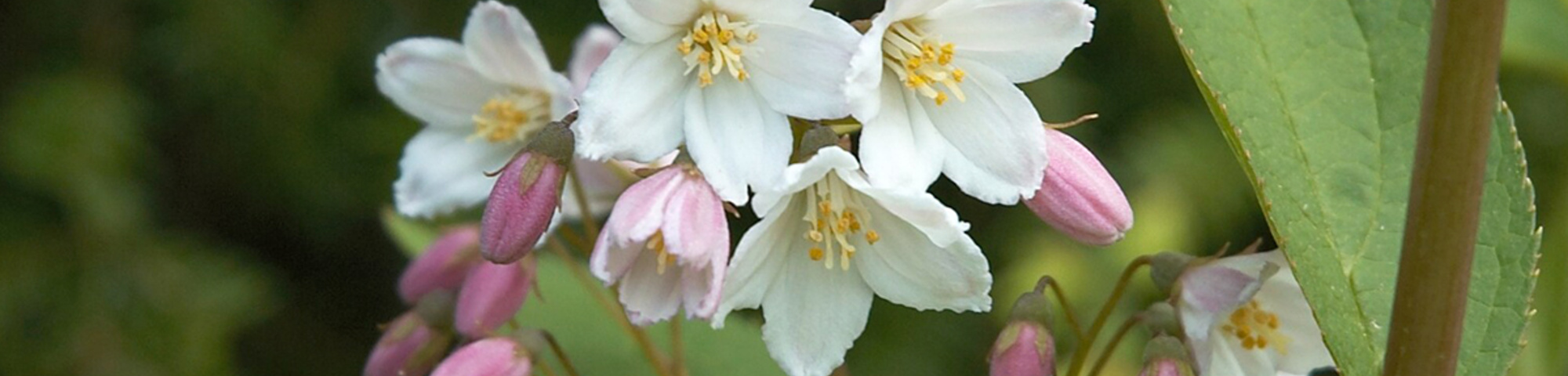 Deutzia gracilis