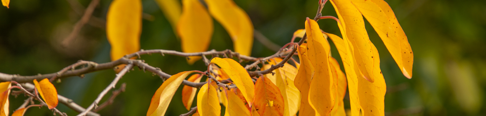 Diospyros virginiana