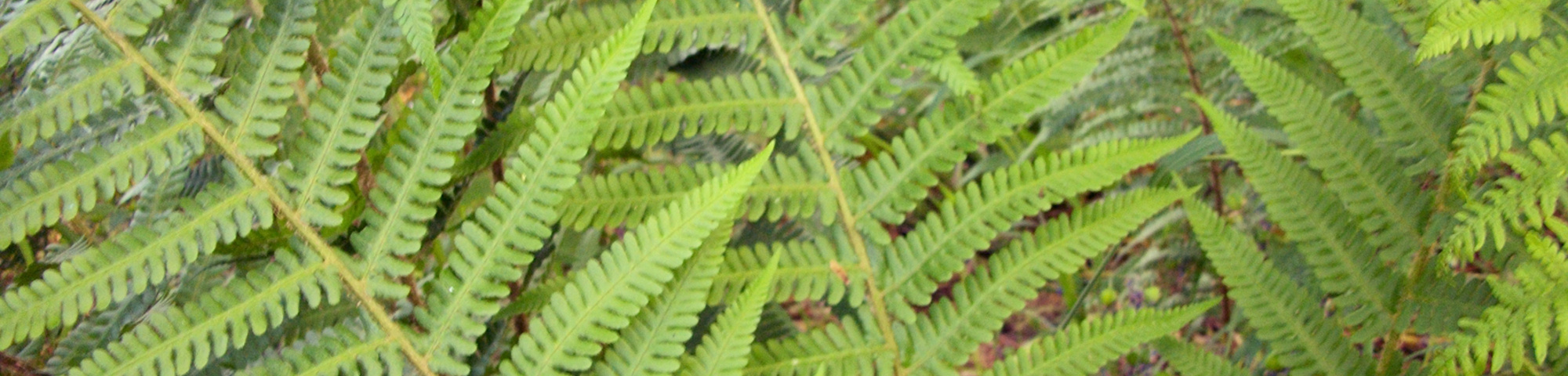 Dryopteris filix-mas