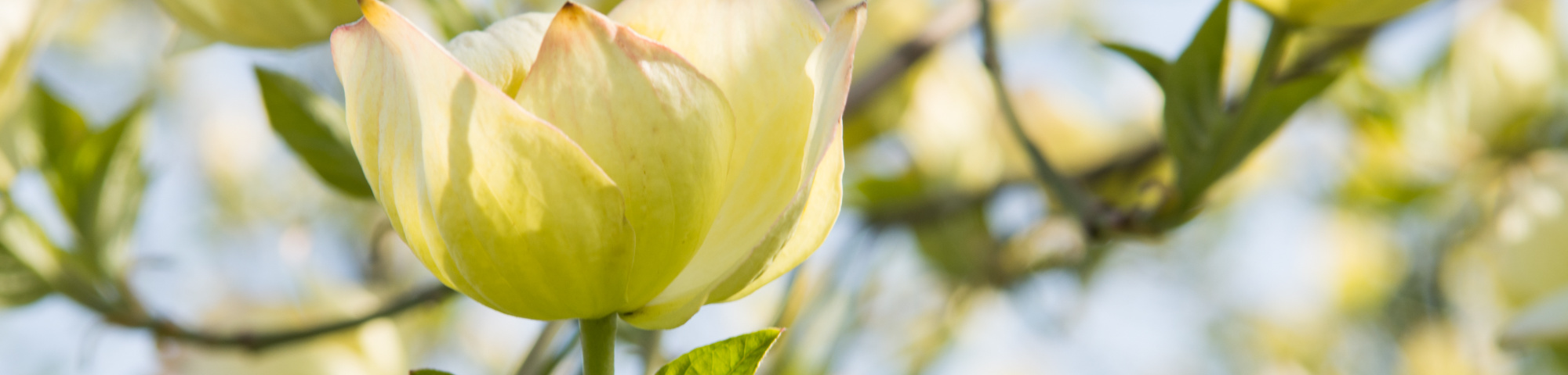 Cornus 'Eddie's White Wonder'