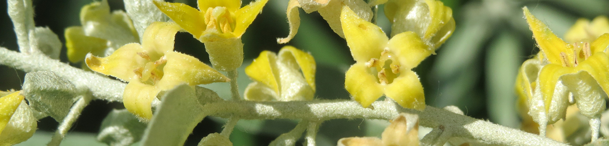 Elaeagnus angustifolia