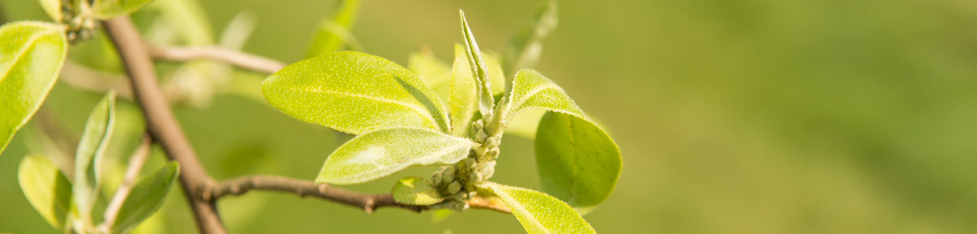 Elaeagnus commutata