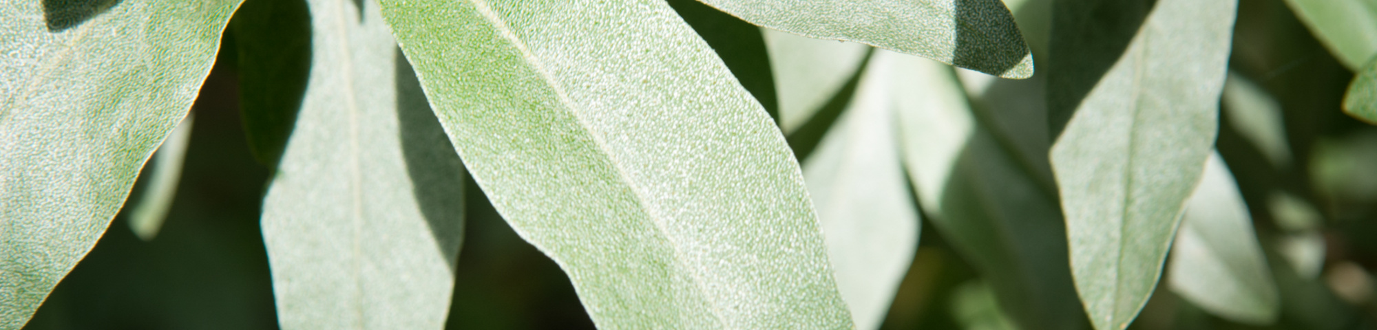 Elaeagnus commutata 'Zempin'