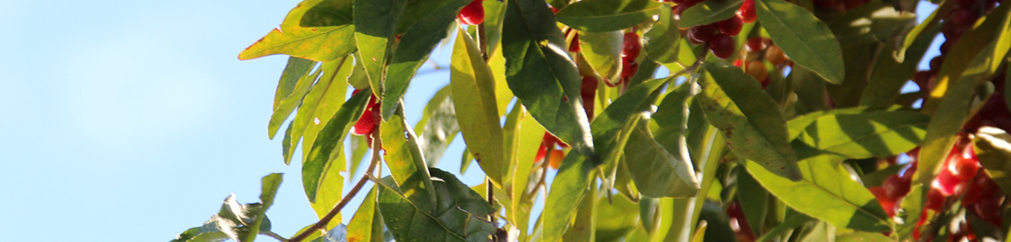 Elaeagnus multiflora