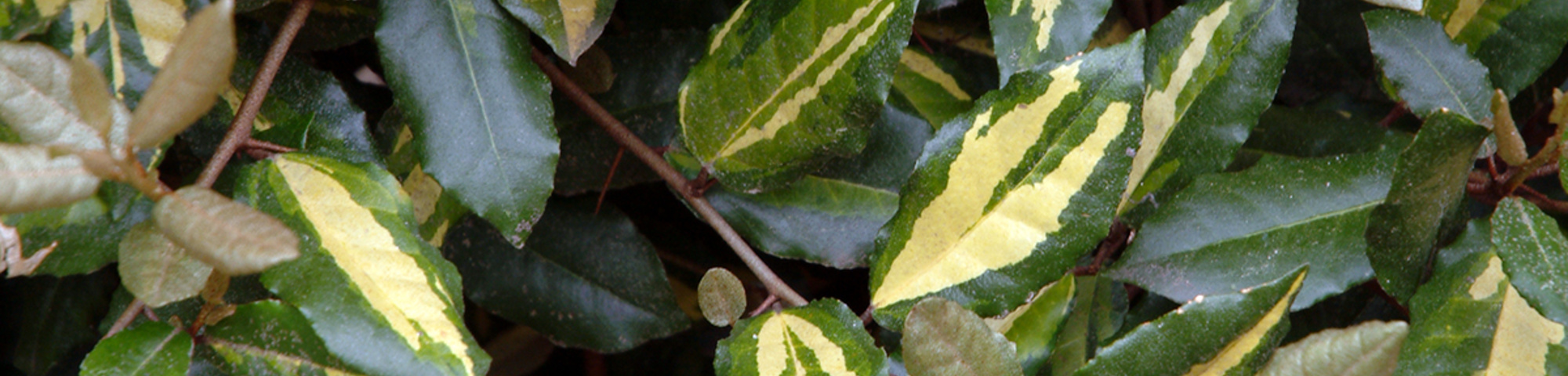 Elaeagnus pungens 'Maculata'