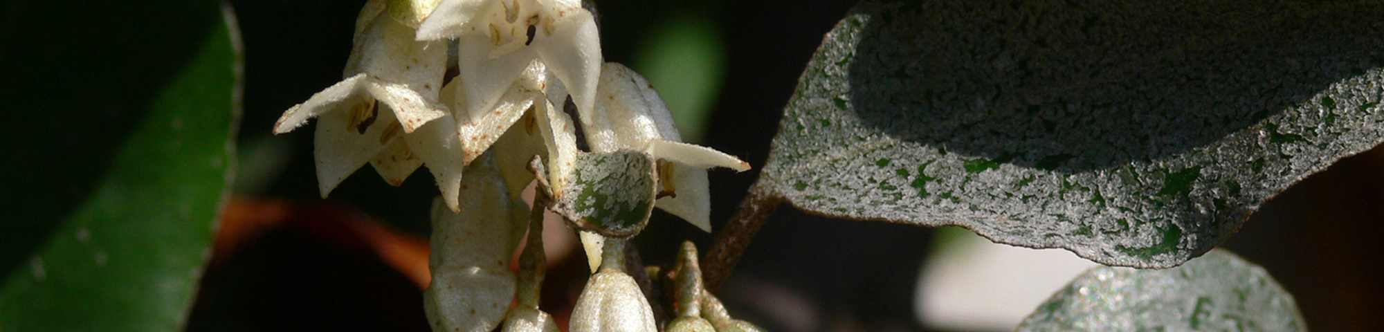 Elaeagnus x ebbingei