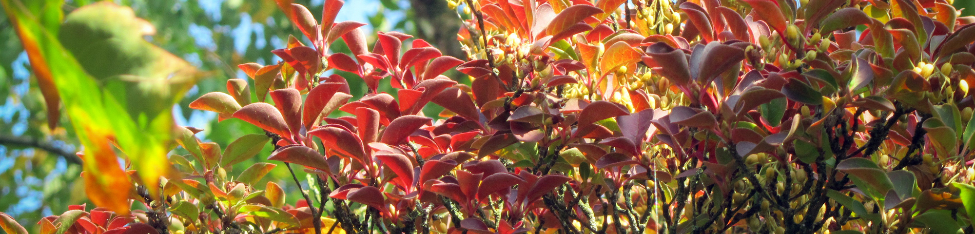 Enkianthus campanulatus