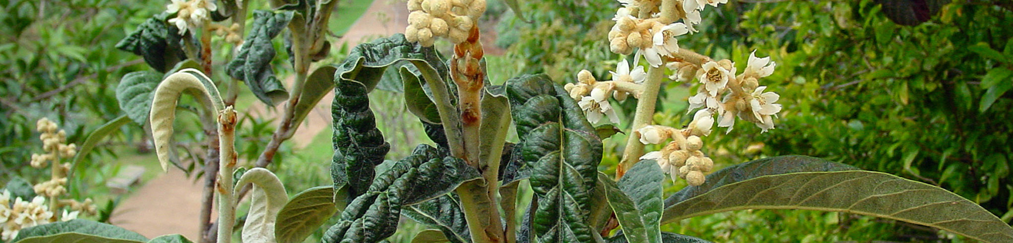 Eriobotrya japonica