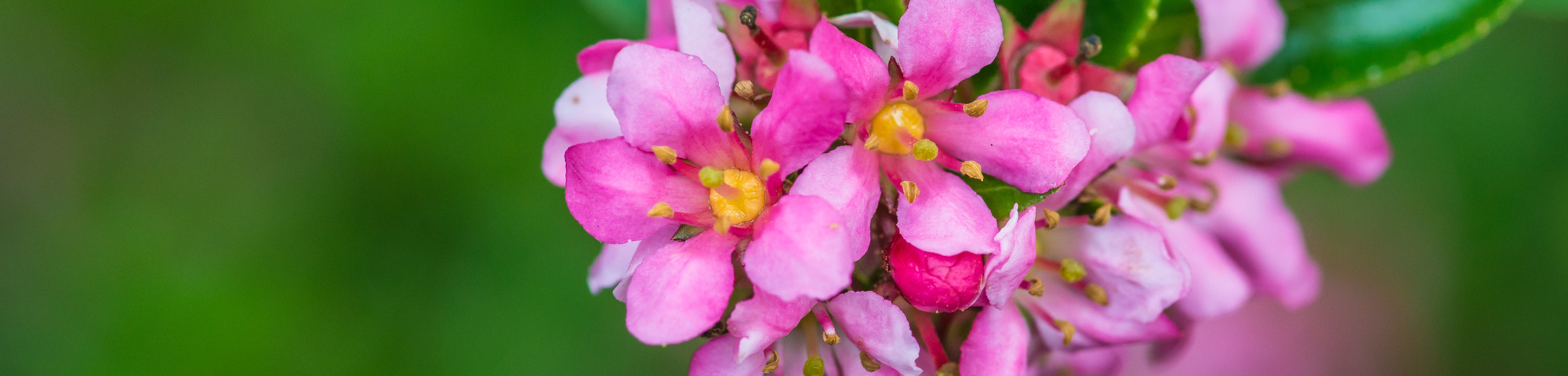 Escallonia 'Donard Seedling'