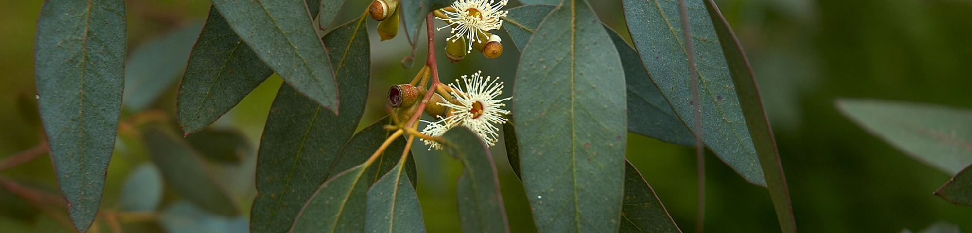 Eucalyptus gunnii