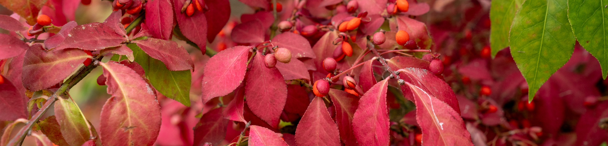 Euonymus alatus 'Chicago Fire'