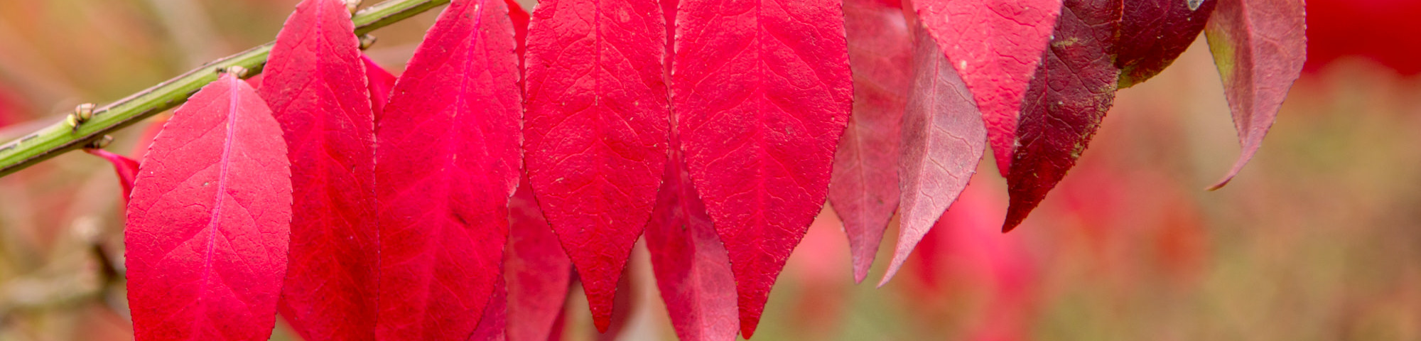 Euonymus alatus 'Compactus'