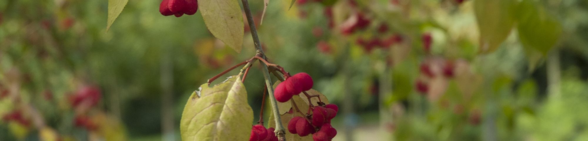 Euonymus europaeus 'Atrorubens'