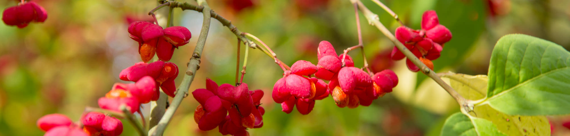 Euonymus europaeus