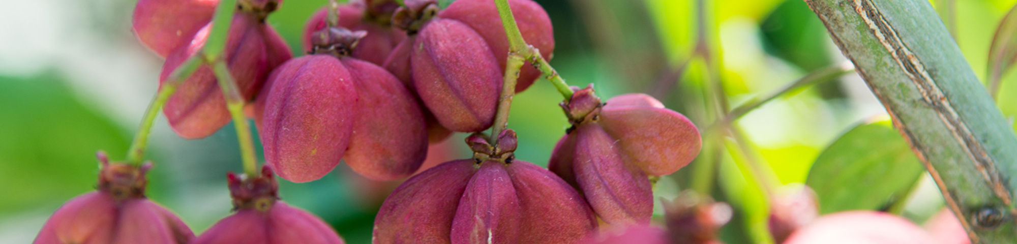 Euonymus europaeus 'Red Cascade'