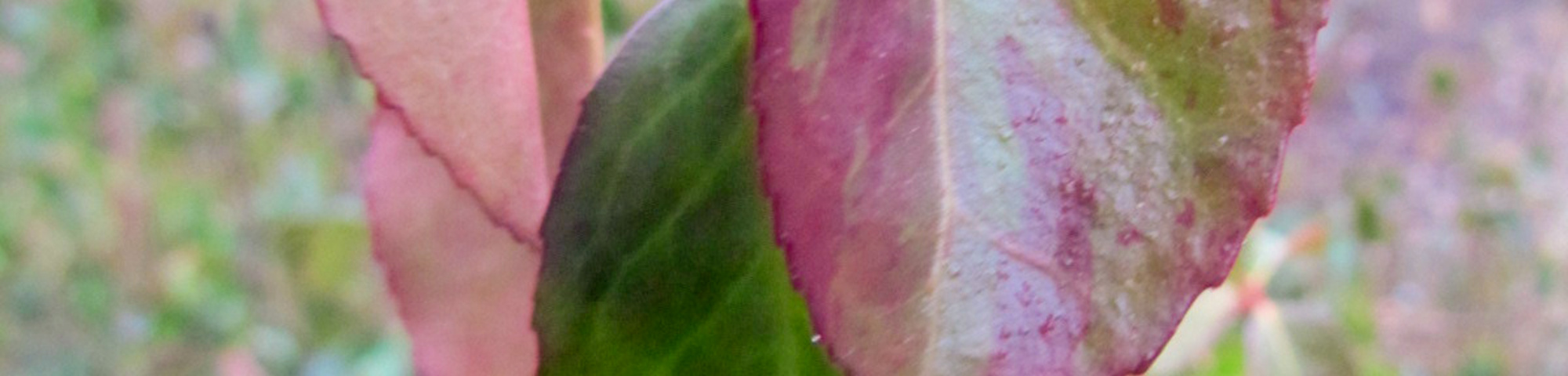 Euonymus fortunei 'Dart's Blanket'