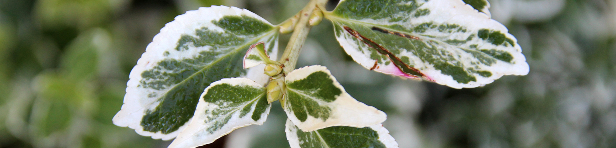 Euonymus fortunei 'Emerald Gaiety'