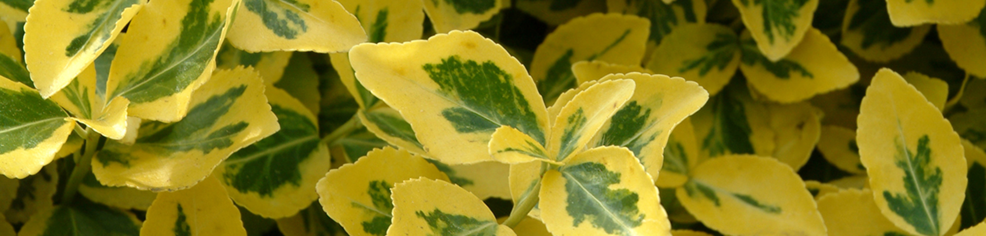 Euonymus fortunei 'Emerald 'n' Gold'