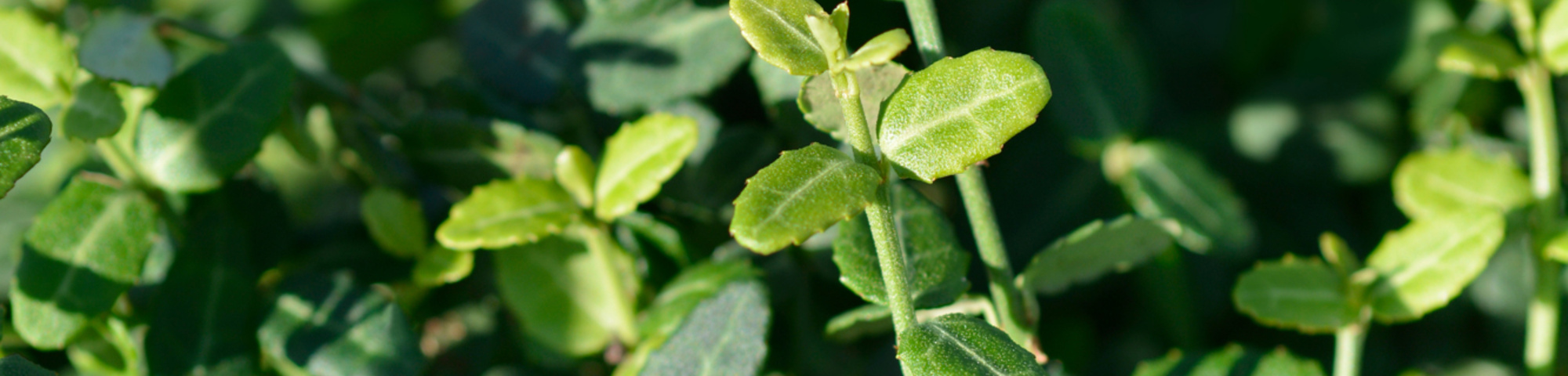 Euonymus fortunei 'Minimus'