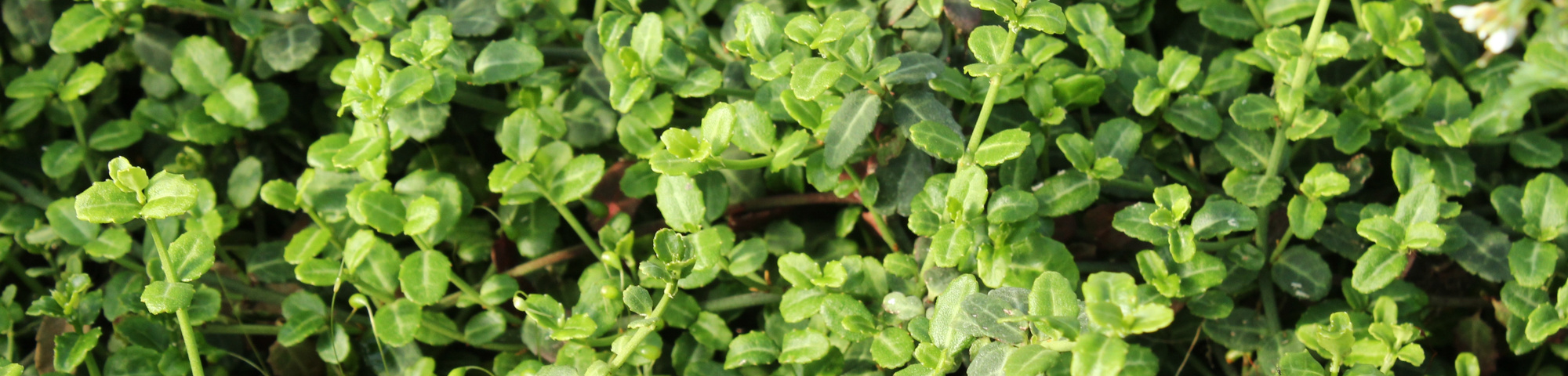 Euonymus fortunei 'Minimus'