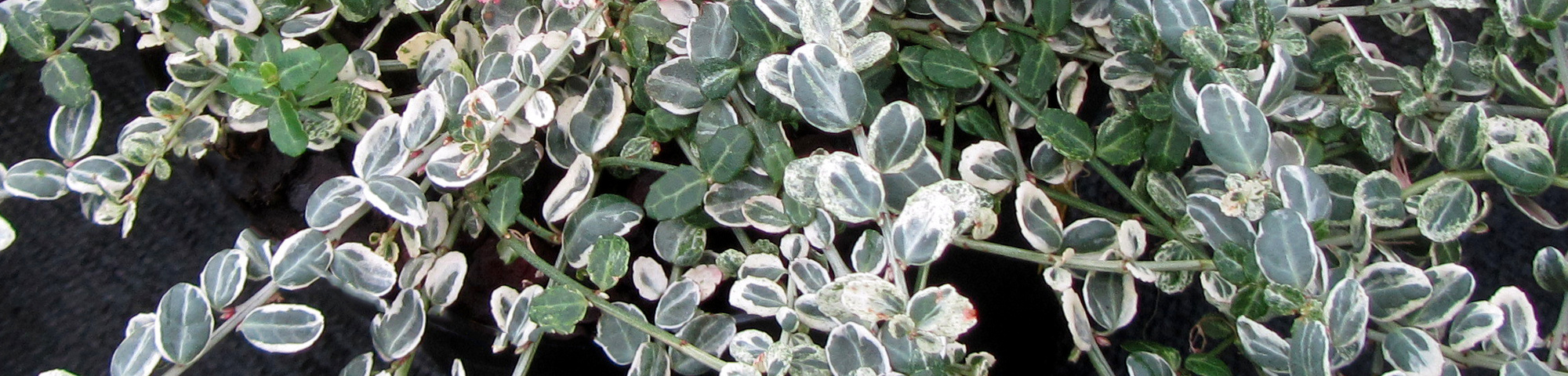 Euonymus fortunei 'Silver Carpet'