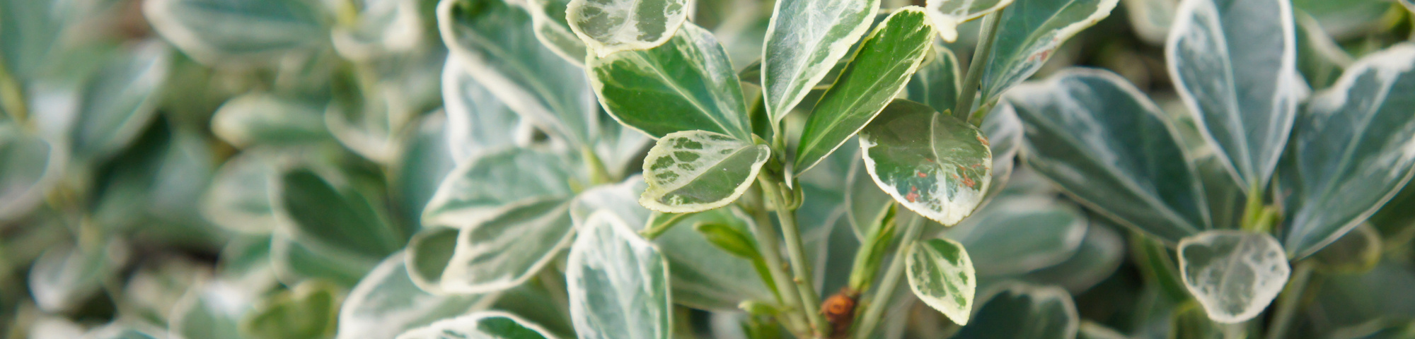 Euonymus fortunei 'Silver Queen'