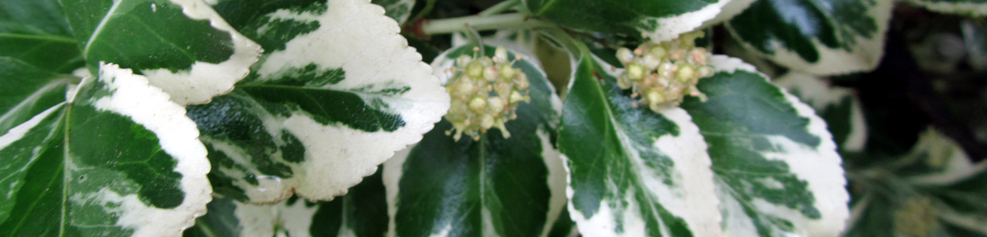 Euonymus fortunei 'Variegatus'