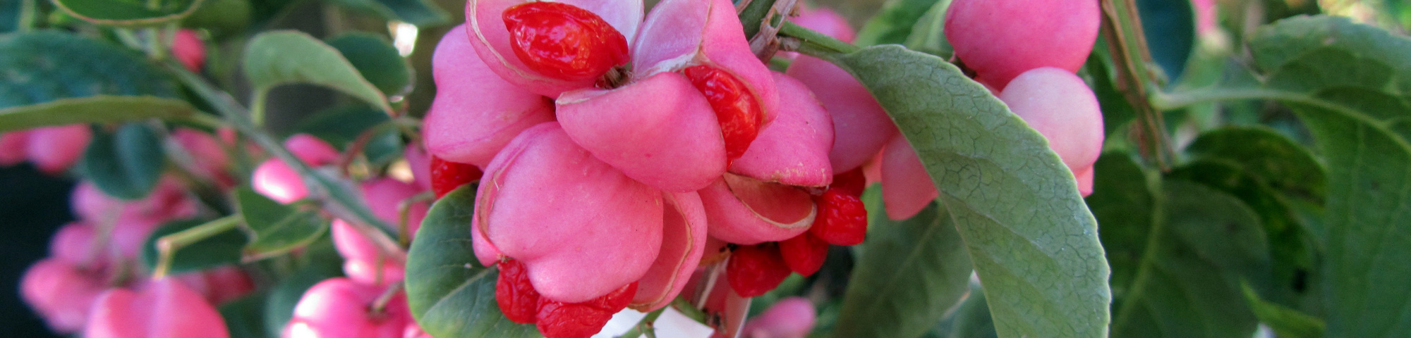 Euonymus phellomanus