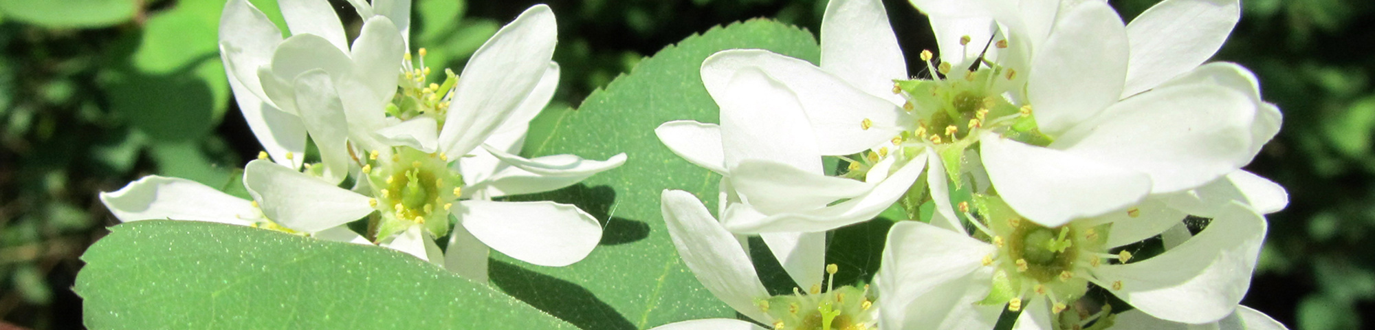 Exochorda racemosa