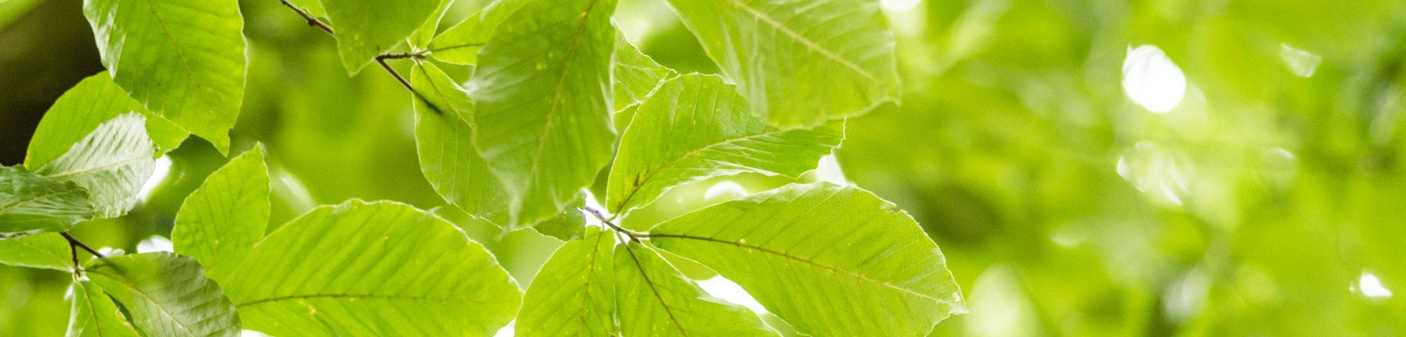 Fagus orientalis