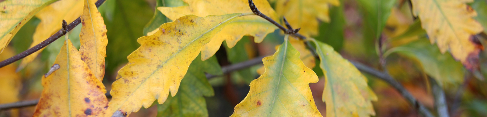 Fagus sylvatica 'Aspleniifolia'