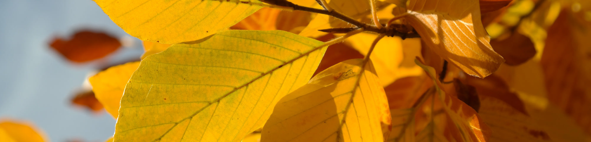 Fagus sylvatica