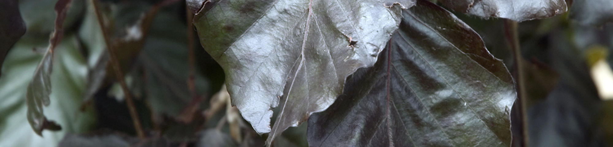 Fagus sylvatica 'Black Swan'