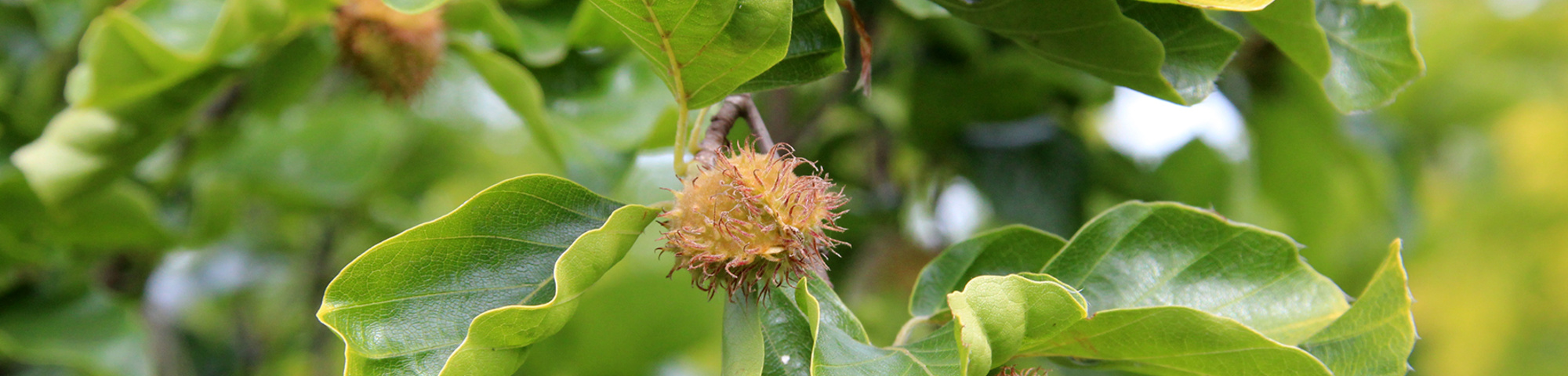 Fagus sylvatica 'Dawyck Gold'