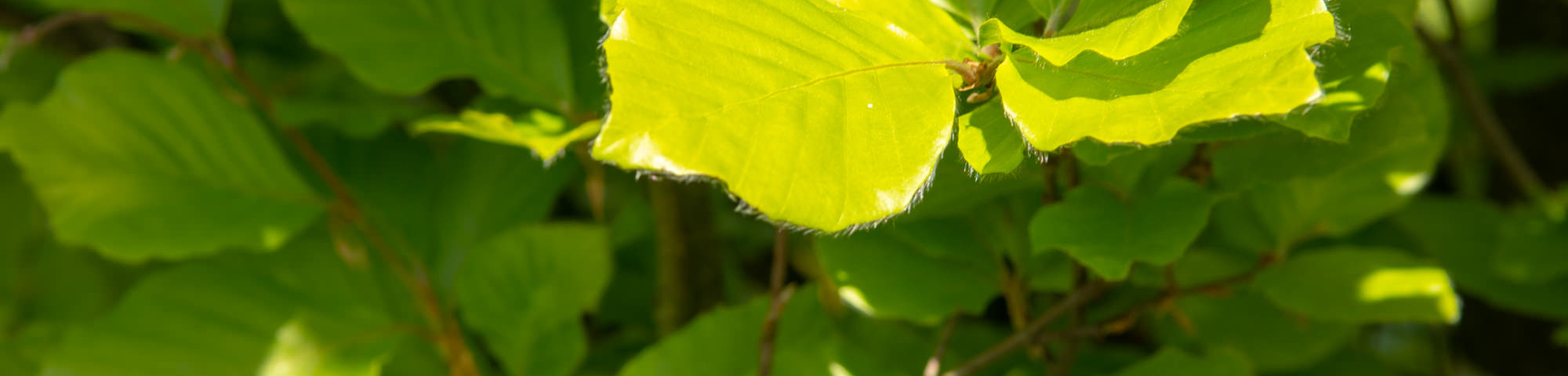 Fagus sylvatica 'Dawyck'