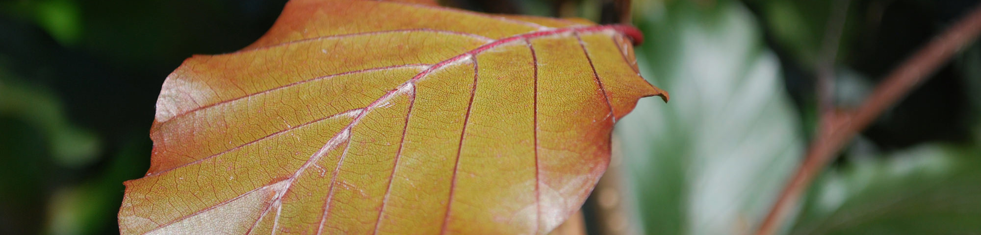 Fagus sylvatica 'Dawyck Purple'