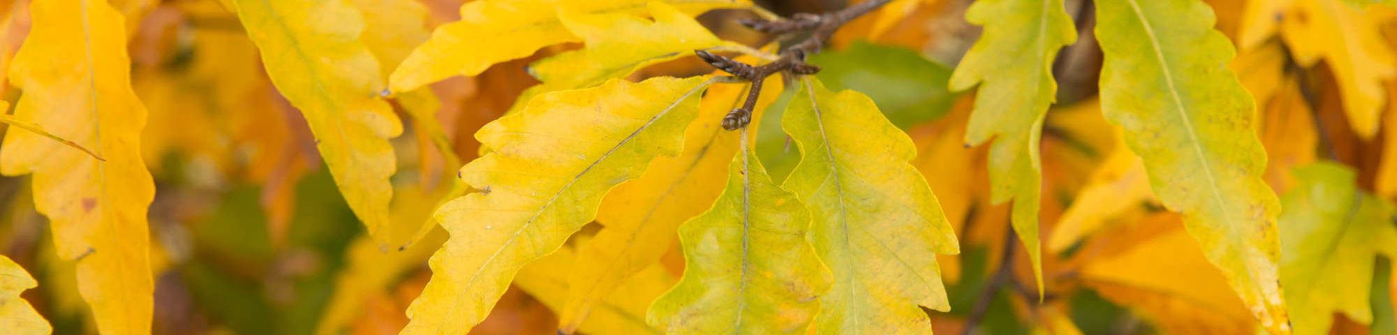 Fagus sylvatica 'Laciniata'