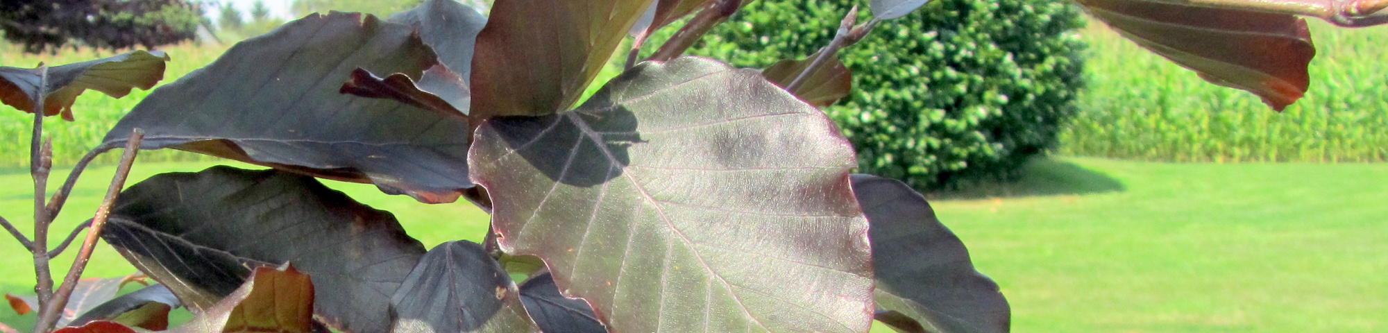 Fagus sylvatica 'Purpurea Latifolia'