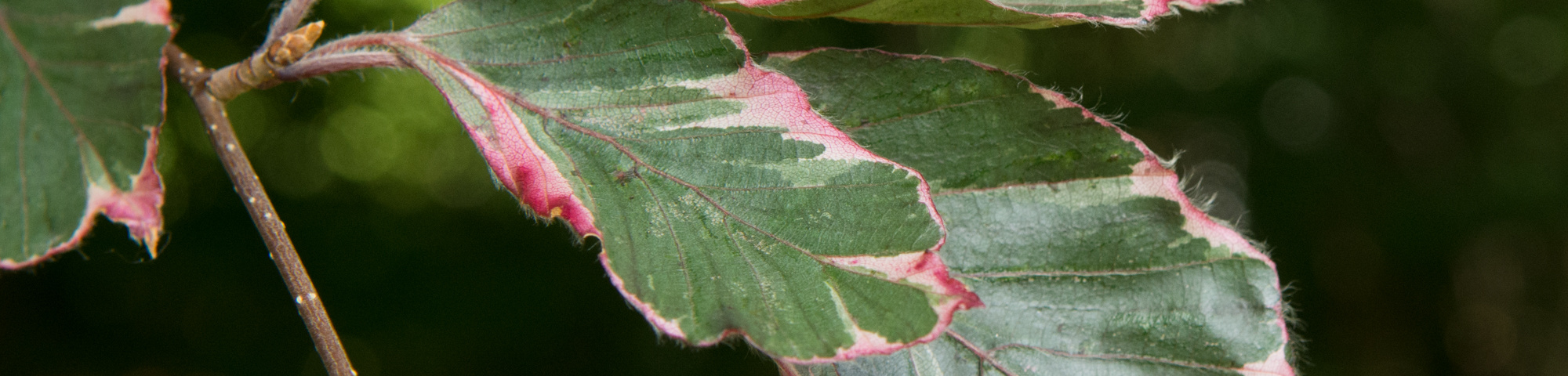 Fagus sylvatica 'Purpurea Tricolor'