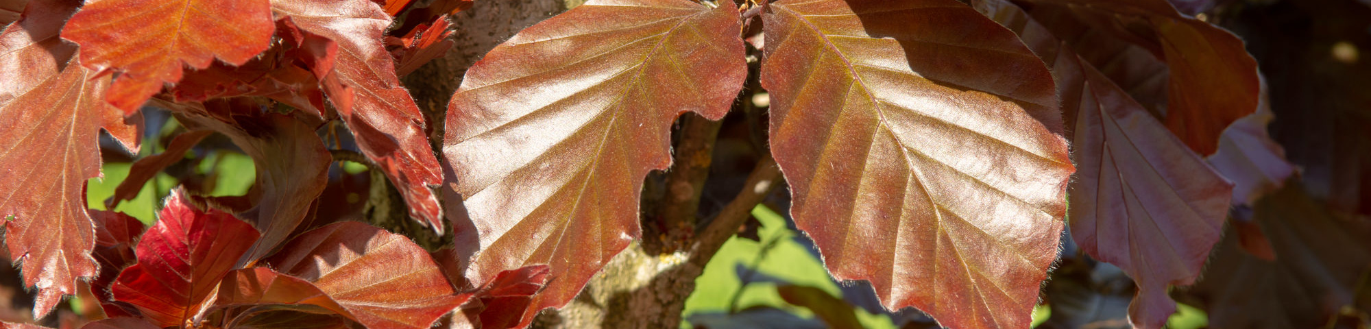 Fagus sylvatica 'Rohan Obelisk'