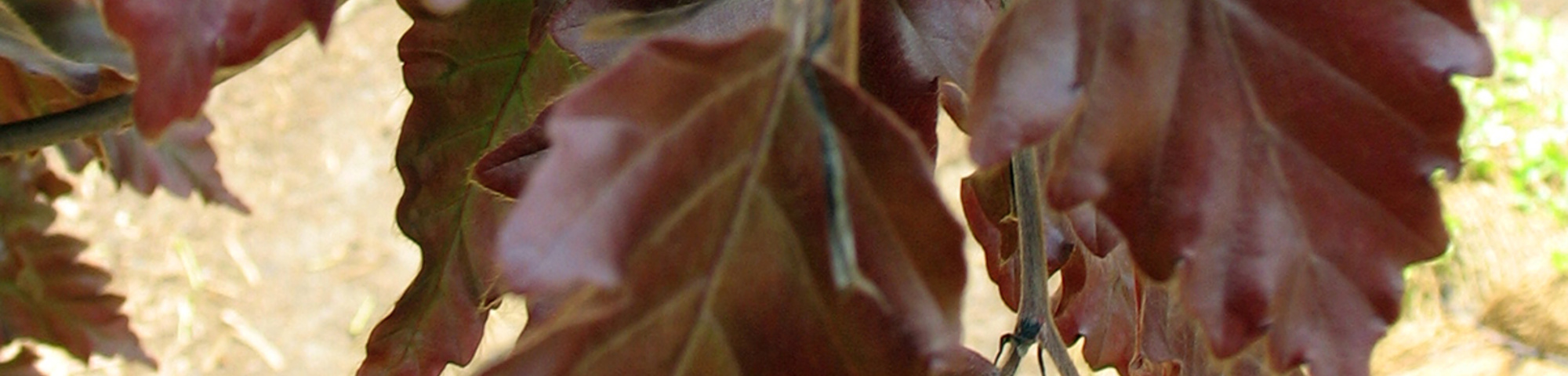 Fagus sylvatica 'Rohanii'