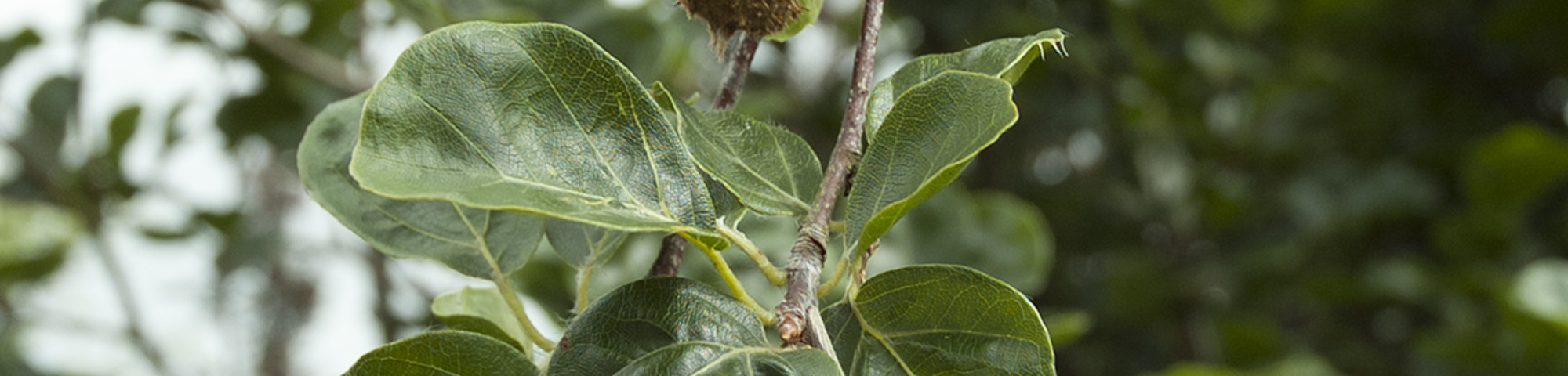 Fagus sylvatica 'Rotundifolia'