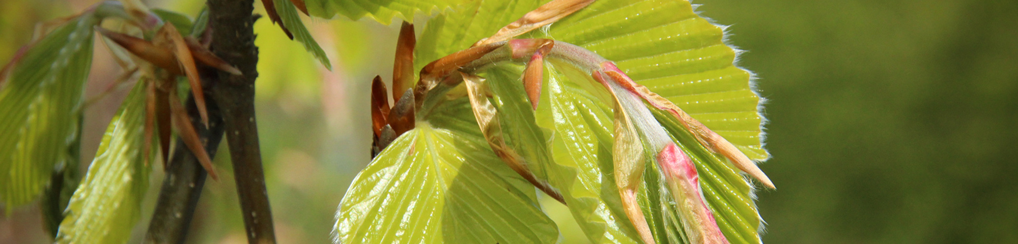 Fagus sylvatica 'Zlatia'