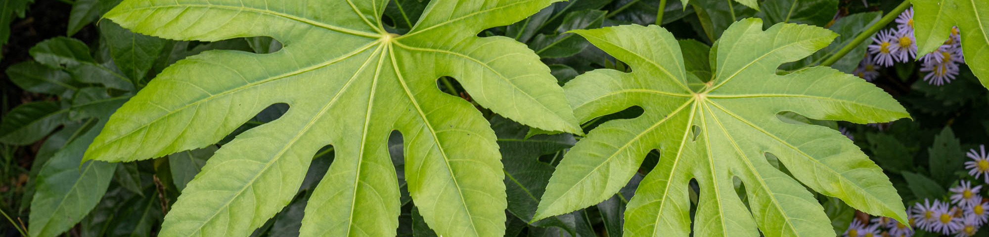 Fatsia japonica